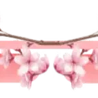 Sakura - Greenscreen 2 Panels