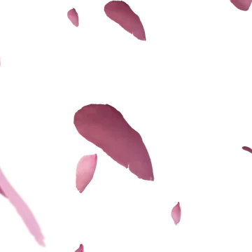 Sakura - Transition