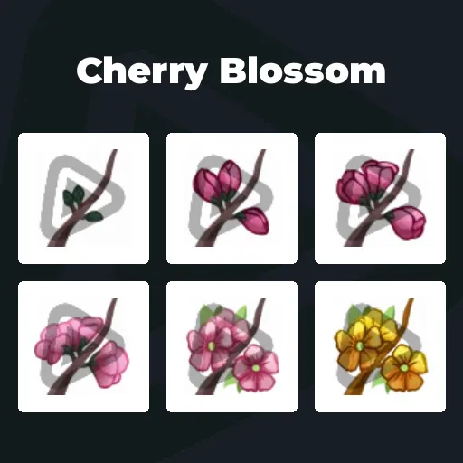 Cherry Blossom