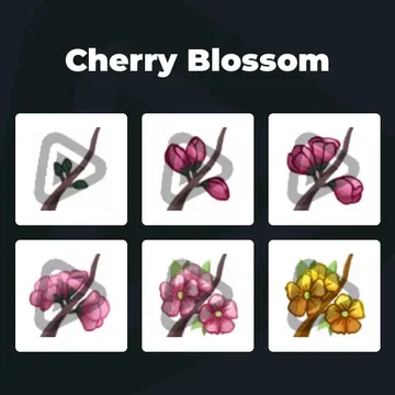 Cherry Blossom